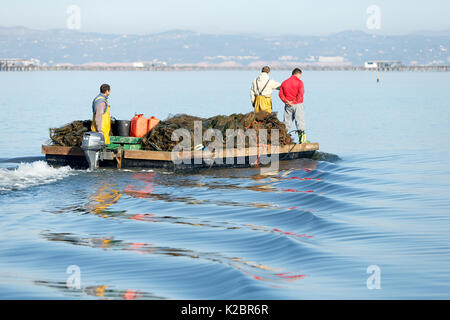 Mussel Fischer in fangen bei Sonnenaufgang, Ebro Delta, Tarragona. Alle nicht-redaktionelle Verwendungen muß einzeln beendet werden. Stockfoto