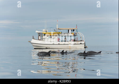 Tümmler (Tursiops truncatus) neben der Baja Expeditions Boot unterwegs, Golf von Kalifornien, Mexiko. Alle nicht-redaktionelle Verwendungen muß einzeln beendet werden. Stockfoto