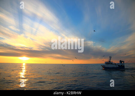 Fischereifahrzeug" Harvester" schleppen Net als Sonne über der Nordsee, Juli 2014. Eigentum veröffentlicht. Alle nicht-redaktionelle Verwendungen muß einzeln beendet werden. Stockfoto