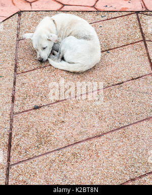 Einsamen Hund krank ist schlafen in der Nähe der Straße im städtischen Bereich ofThailand, kopieren. Stockfoto