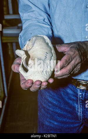 Blauwal (Balaenoptera musculus) Trommelfell, vom Menschen in Smithsonian Museum statt. Stockfoto