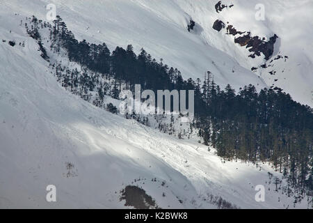 Landschaft der Berg Kawakarpo, mit Schnee bedeckt, mit Klumpen von Nadelbäumen, Meri Snow Mountain National Park, Provinz Yunnan, China. Mai 2010. Stockfoto