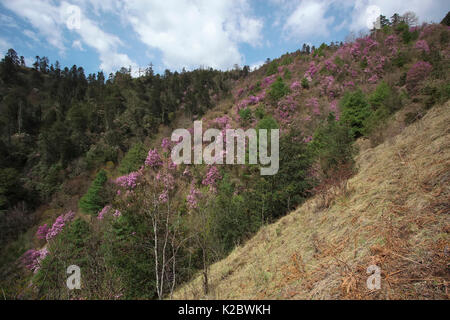 Berg mit Nadelwäldern bedeckt und blühenden Rhododendron (Rhododendron sp) Lijiang Laojunshan Nationalpark, Provinz Yunnan, China. April 2010. Stockfoto