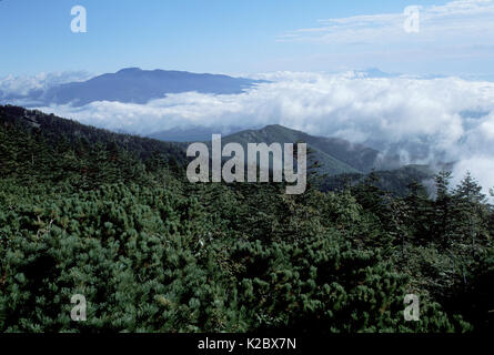 Sibirische Zwerg Kiefer (Pinus pumila) Wald, Amur Region, Russland. Stockfoto