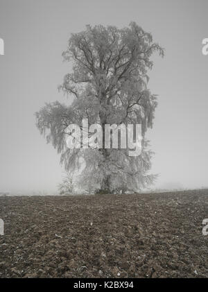 Europäische weiße Ulme (Ulmus laevis) Baum durch Raureif, Picardie, Frankreich, Januar abgedeckt. Stockfoto