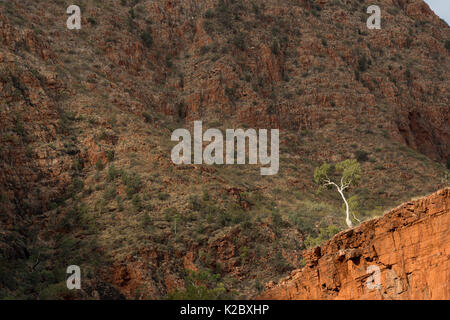 River Red Gum Tree (Eucalyptus camaldulensis) Redbank Gorge, West MacDonnell Ranges, Alice Springs, Northern Territory, Australien. Stockfoto