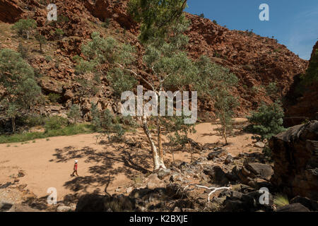 River Red Gum Tree (Eucalyptus camaldulensis) Redbank Gorge, West MacDonnell Ranges, Alice Springs, Northern Territory, Australien. Stockfoto