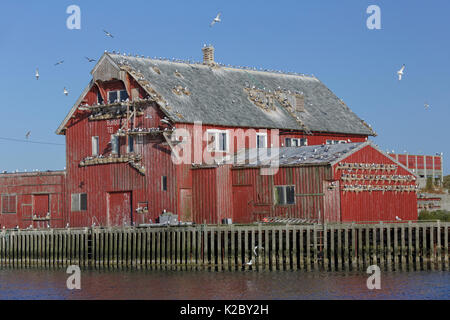 Dreizehenmöwe (Rissa tridactyla) Verschachtelung auf Haus/Gebäude. Rostlandet, Rost, Lofoten, Nordland, Norwegen. Juli. Stockfoto