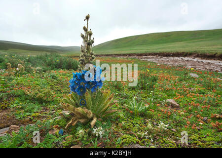 Stachelige Blue Poppy (Meconopsis horridula) Shiqu Serxu, Grafschaft, Provinz Sichuan, Qinghai Plateau, China. Stockfoto