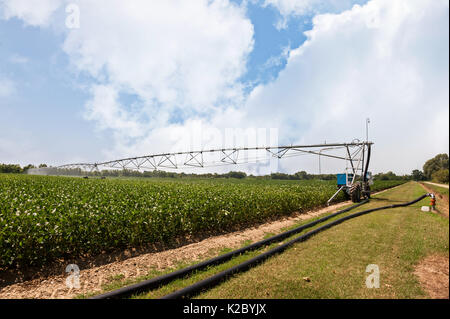 Die Bewässerung mit der drehmittelpunkt Sprinkleranlage, Soja Feld. Stockfoto
