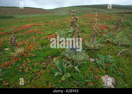 Stachelige Blue Poppy (Meconopsis horridula) Blumen in Landschaft, Serxu, Shiqu County, Provinz Sichuan, Qinghai Plateau, China. Stockfoto