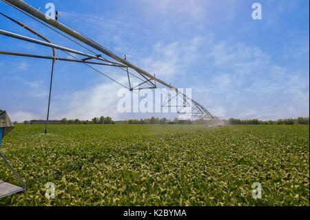 Soyabohnefeld bewässert durch ein Gelenk sprinkler System. Die Bewässerung mit der drehmittelpunkt Sprinkleranlage Stockfoto