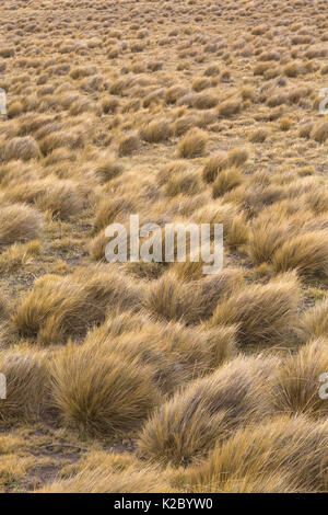 Pampas Landschaft mit tussocks von Gras, Patagonien, Chile. Stockfoto