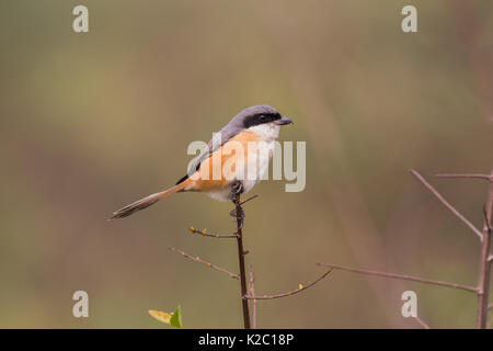 Die grau-backed Shrike (Lanius tephronotus) im Kaziranga National Park, Assam, Indien Stockfoto