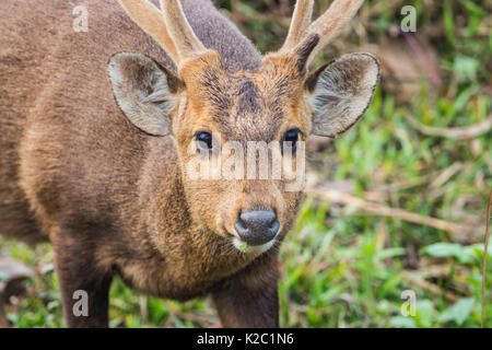 Die Indische hog Rotwild (Hyelaphus porcinus) ist reichlich im Kaziranga National Park, Assam, Indien gesehen. Stockfoto