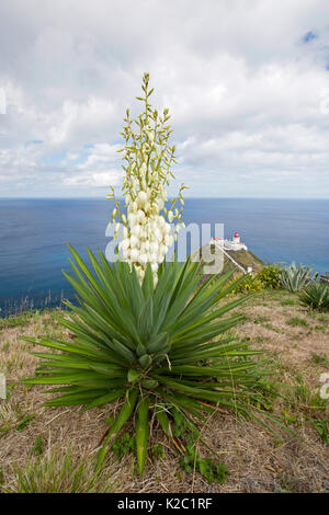 Spanisch mit Bajonettverschluss (Yucca aloifolia) Santa Maria Island, Azoren, Atlantik Stockfoto