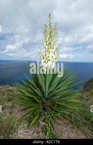 Spanisch mit Bajonettverschluss (Yucca aloifolia) Santa Maria Island, Azoren, Atlantik Stockfoto