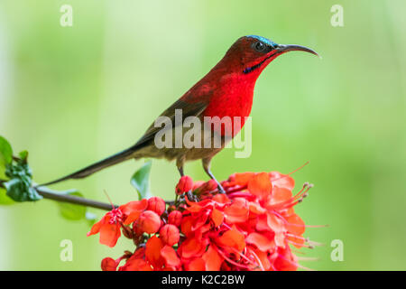 Crimson sunbird (Aethopyga siparaja) auf Blume in Resort Campus im Kaziranga National Park, Kohora, Assam, Indien. Stockfoto