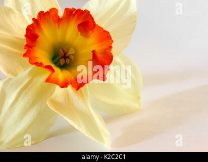 Das daffodil Blütenknospen Nah-, Makro Foto. Flache Tiefenschärfe. Kopieren Sie Platz Stockfoto