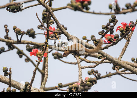 Die irrawaddy Eichhörnchen oder Hoary-bellied Himalayan Eichhörnchen (Callosciurus pygerythrus) Fütterung auf Cotton Tree Blumen im Kaziranga National Park in Wie Stockfoto