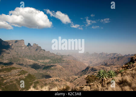 Weiten Blick auf Simien Mountains National Park einschließlich der Riese lobelia (Lobelia rhynchopetalum) Semien Gondar Zone, Amhara Region, Äthiopien, Marc 2009.. Endemisch. Stockfoto