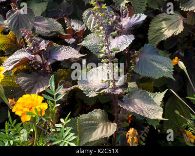 Dekorative Nessel auf ein Blumenbeet Stockfoto