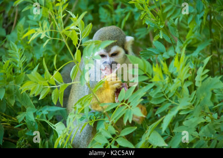 Squirrel Monkey Sitzen in einem Busch einen Bissen von der frischen getötet Taube in der Hand Stockfoto