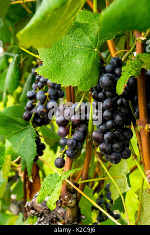 Trauben im Weinberg hängen. Stockfoto