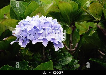 Hortensie, Popo Hau, Hydrangea macrophylla, Kula Botanical Garden, Kula, Maui, Hawaii Stockfoto