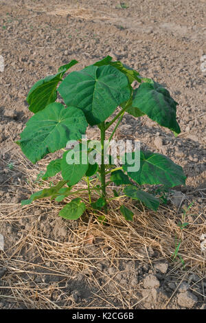 Schnell wachsende Baum Paulownia Anlage Stockfoto