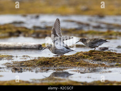 Lila Strandläufer, Calidris maritima, zuchtpaar der Erwachsenen darstellen. Im Juni, Spitzbergen, Svalbard, Norwegen genommen Stockfoto