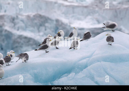 Schwarz-legged Dreizehenmöwen Rissa tridactyla, Gruppe ruht auf eisbergs. Im Juni, Spitzbergen, Svalbard, Norwegen genommen Stockfoto