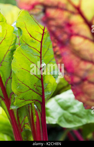 Beta vulgaris. Junge Mangold 'Bright Lights' in einem Gemüsebeet Stockfoto