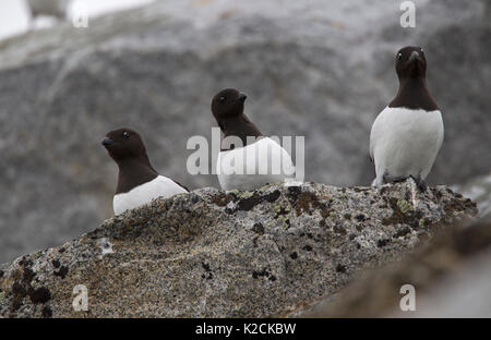 Wenig Alken, Alle alle, Porträt von drei Erwachsene, die sich auf Rock. Im Juni, Magdalenefjord, Spitzbergen, Svalbard, Norwegen genommen Stockfoto