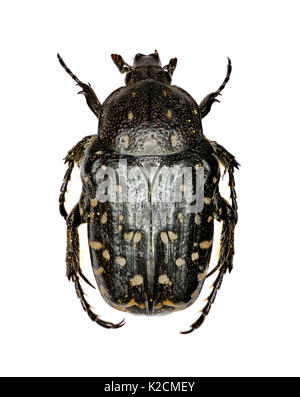 Mediterranean Spotted Chafer auf weißem Hintergrund - Oxythyrea Funesta (Poda, 1761) Stockfoto