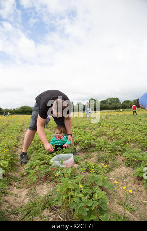 Erdbeerpflücken Stockfoto