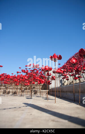 Mohnblumen Wave kunst Installation bei Plymouth Marine Memorial. Von Paul Cummins Artist und Tom Piper Designer. Hoe, Plymouth, Devon, England Großbritannien GB Stockfoto