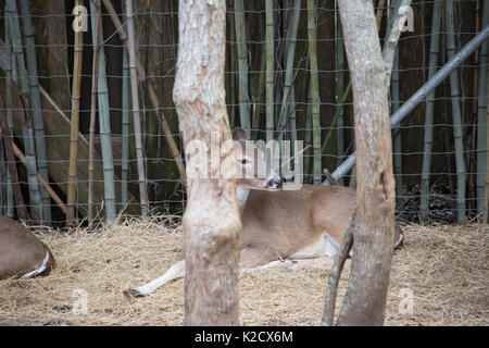 White tailed deer doe (Odocoileus virginianus) friedlich ruhenden Stockfoto