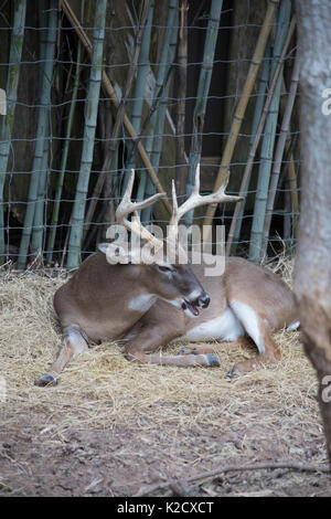 White tailed deer Buck (Odocoileus virginianus) friedlich ruhenden Stockfoto