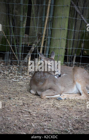 White tailed deer doe (Odocoileus virginianus) friedlich ruhenden Stockfoto