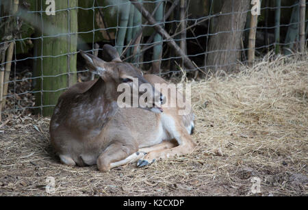 White tailed deer doe (Odocoileus virginianus) friedlich ruhenden Stockfoto