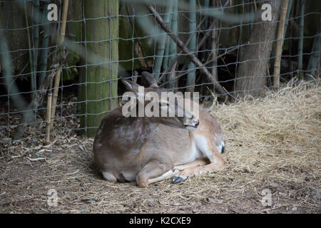 White tailed deer doe (Odocoileus virginianus) friedlich ruhenden Stockfoto