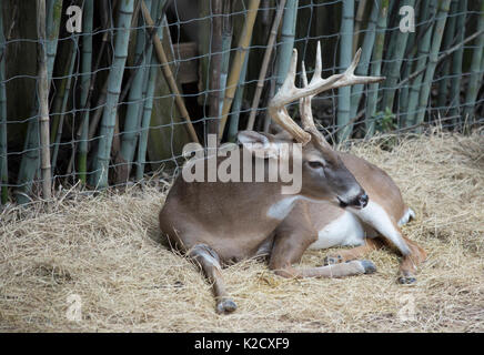 White tailed deer Buck (Odocoileus virginianus) friedlich ruhenden Stockfoto