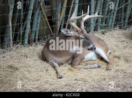 White tailed deer Buck (Odocoileus virginianus) friedlich ruhenden Stockfoto