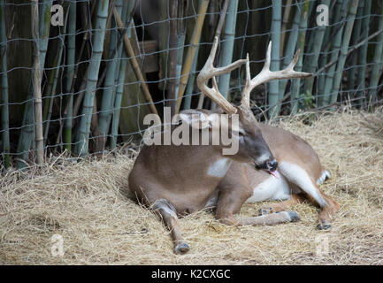 White tailed deer Buck (Odocoileus virginianus) friedlich ruhenden Stockfoto