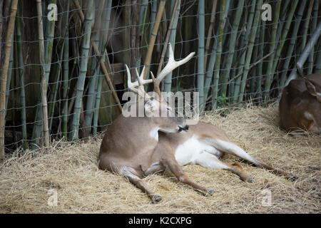 White tailed deer Buck (Odocoileus virginianus) friedlich ruhenden Stockfoto