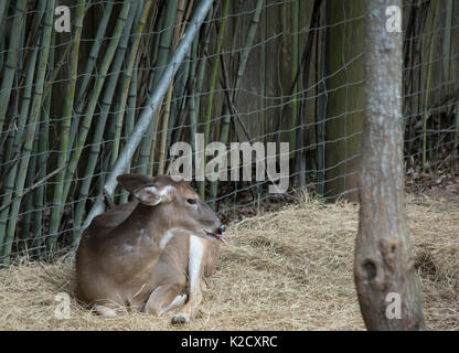 White tailed deer doe (Odocoileus virginianus) friedlich ruhenden Stockfoto