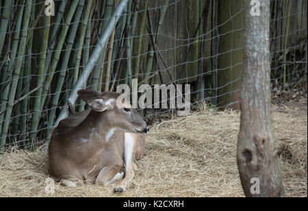 White tailed deer doe (Odocoileus virginianus) friedlich ruhenden Stockfoto