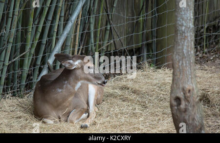 White tailed deer doe (Odocoileus virginianus) friedlich ruhenden Stockfoto