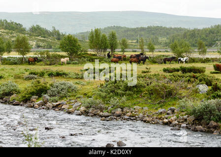 Gruppe Pferde ruhig stehen im strömenden Regen. Berglandschaft im Hintergrund. Fluss im Vordergrund fließende Stockfoto